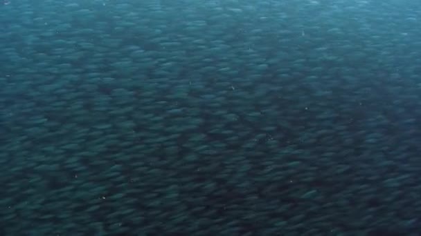 Scuola di pesce in oceano subacqueo delle Filippine . — Video Stock