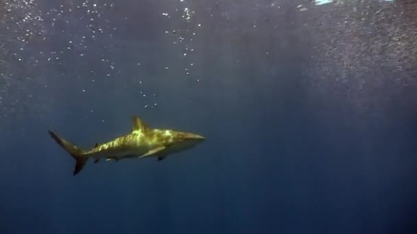 Серые акулы в подводном Карибском море . — стоковое видео