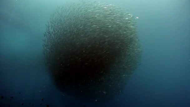 Escuela de peces brilla y brilla en rayos de luz solar bajo el agua . — Vídeos de Stock