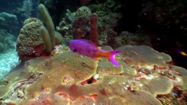Marina invånare i korallrev i Karibiska havet. — Stockvideo