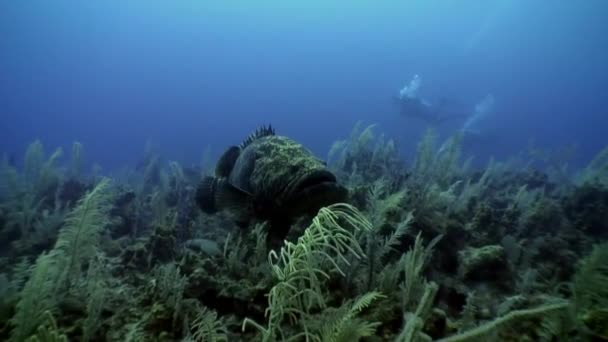 Groepering op zeebodem in onderwater Caribische Zee. — Stockvideo