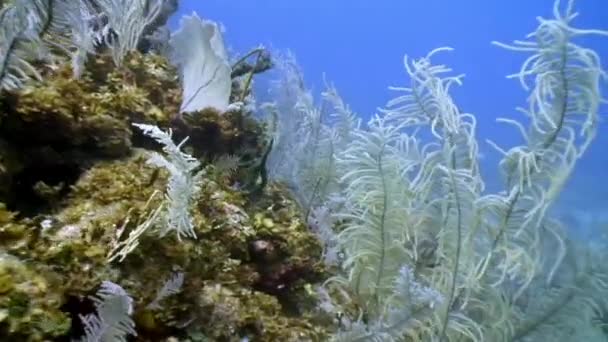 Sualtı Karayip Denizi 'ne dalmak. — Stok video