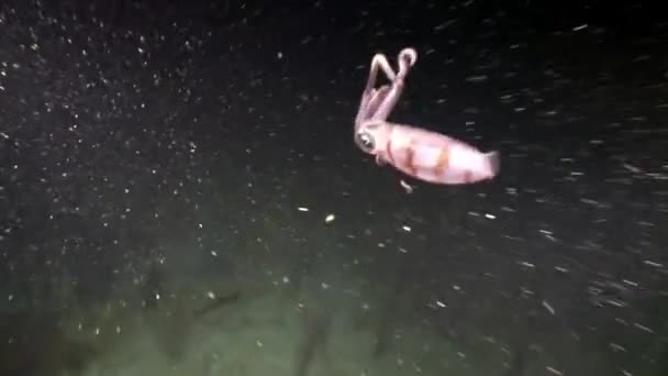 Habitantes marinhos do recife de coral no mar do Caribe subaquático . — Vídeo de Stock