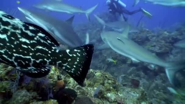 Sharks and Atlantic giant grouper near people underwater in Caribbean Sea. — Stock Video