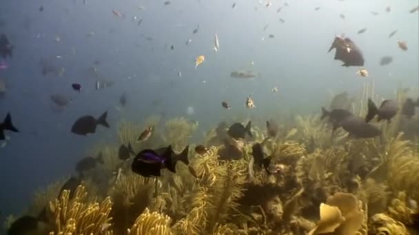 Skolan för tropisk fisk på bakgrund av undervattens landskap Karibiska havet. — Stockvideo