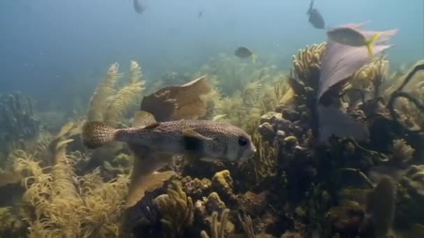 Marine inhabitants of coral reef in underwater Caribbean Sea. — Stock Video