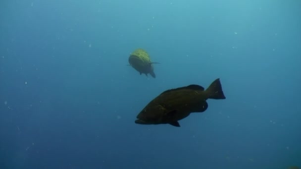 Mero gigante atlántico en el mar Caribe submarino . — Vídeo de stock