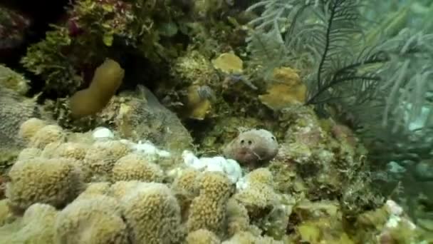 Tauchen in der karibischen Unterwasserwelt. — Stockvideo