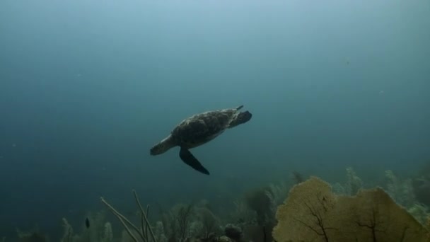Turtle swims in undewater on Cuba. — Stock Video