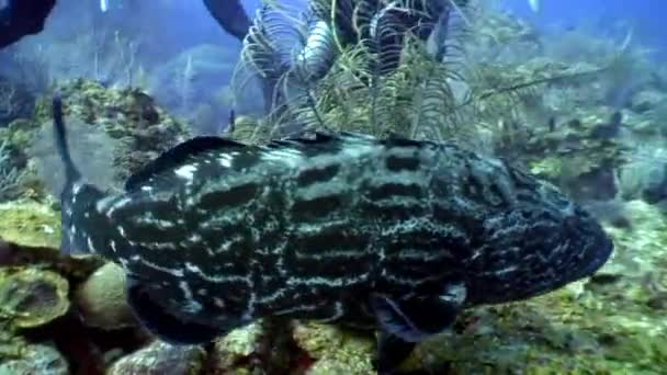Rekiny i atlantycki gigant grouper w pobliżu ludzi podwodnych na Morzu Karaibskim. — Wideo stockowe