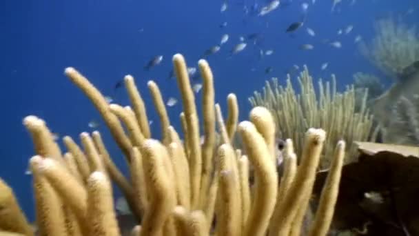Les habitants marins du récif corallien dans la mer des Caraïbes sous-marine. — Video