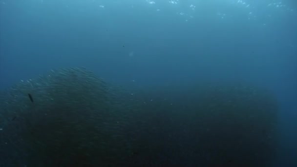 Школьное поведение рыб и подводных диких животных . — стоковое видео