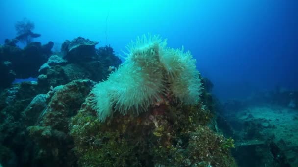 Koraal- en zeeplanten op wrak onderwater op de zeebodem van Chuuk Eilanden. — Stockvideo