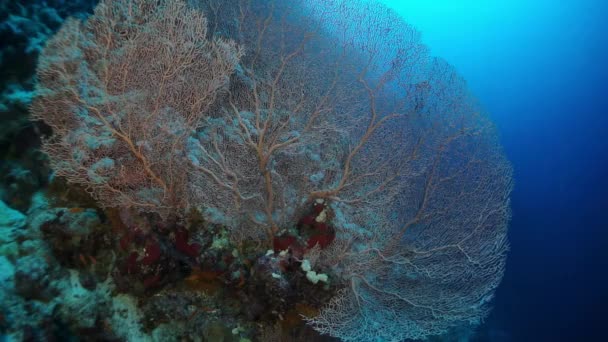 海に潜るサンゴの紅魚の群れを背景にしたゴルゴニアン. — ストック動画