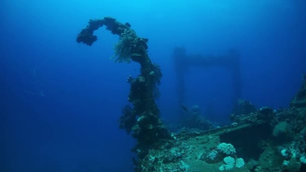 Corail sur l'épave sous-marine sur le fond marin de l'océan Pacifique sur les îles Chuuk . — Video