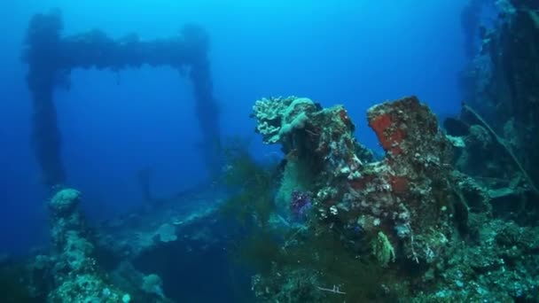 Κοράλλι σε ναυάγιο κάτω από το νερό στο βυθό του Ειρηνικού Ωκεανού στις Νήσους Chuuk. — Αρχείο Βίντεο