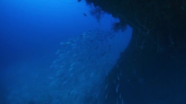 トラック島の水中世界で沈没船の難破船でマグロの魚の学校. — ストック動画