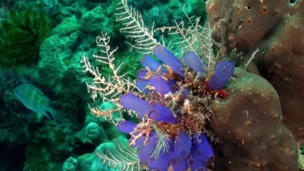 Increíble naturaleza del mundo submarino con peces en el arrecife de coral del Mar de Filipinas . — Vídeo de stock