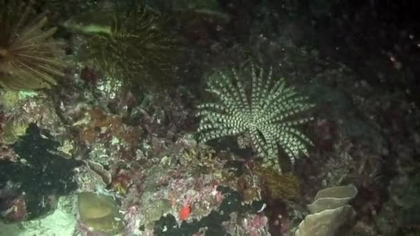 Mořská lilie rostlina nedewater Filipínského moře. — Stock video