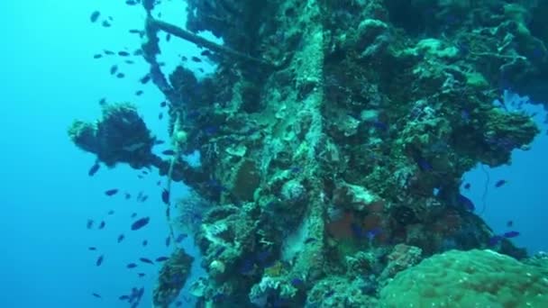 Skola av blå fisk och koraller sjunken fartyg vrak i undervattens Truk Islands. — Stockvideo