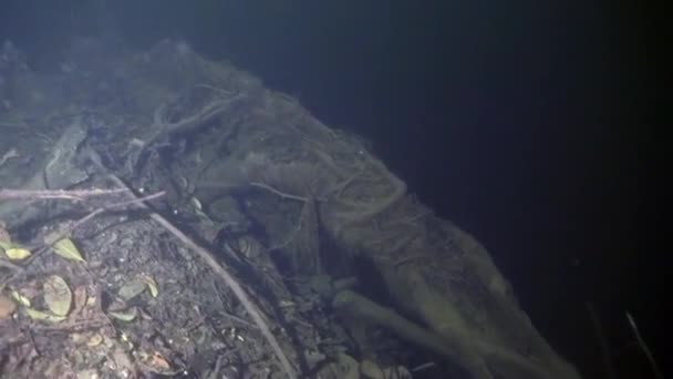 Grotte immersioni nelle grotte sottomarine dello Yucatan Messico cenote. — Video Stock