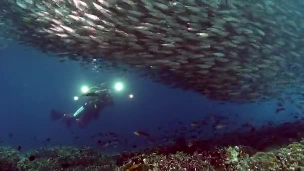 수중 의물 고기 떼 밑에서 사진사 잠수부. — 비디오