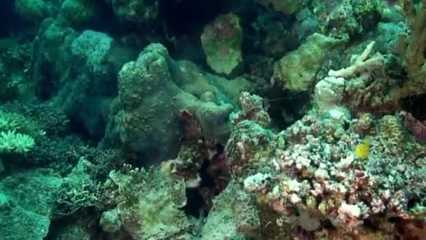 Filipin Denizi 'nin mercan kayalıklarında balıklar olan su altı dünyasının şaşırtıcı doğası.. — Stok video