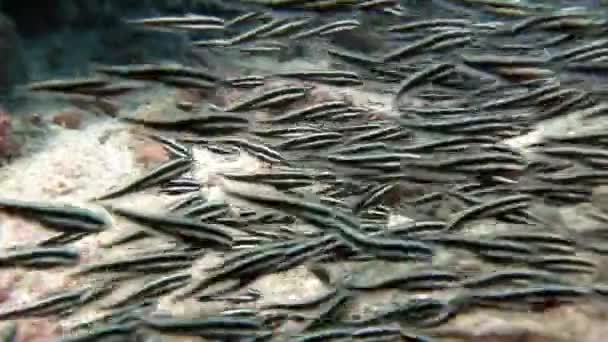 School of striped fish in underwater ocean of Philippine. — Stock Video