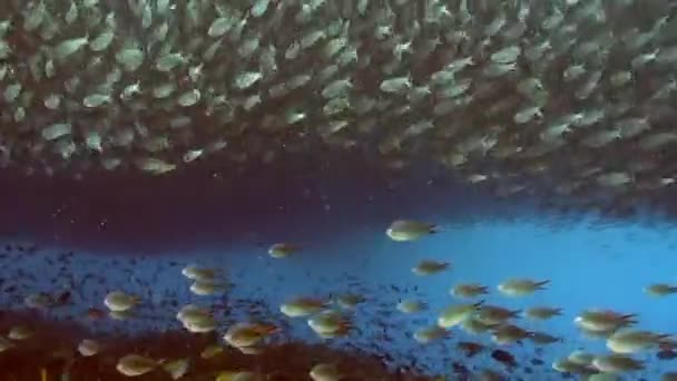 Escola de brancos e peixes prateados no oceano subaquático das Filipinas . — Vídeo de Stock