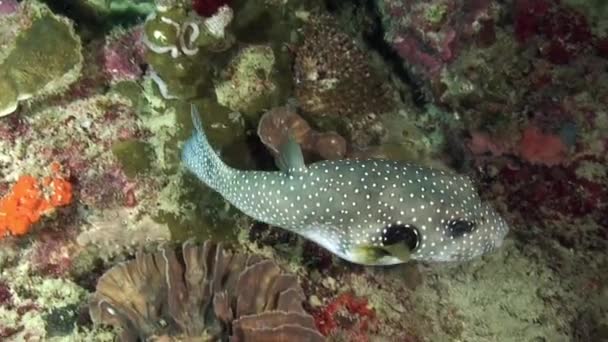 Actinopterygii kleiner Fisch ostracion cubicus meleagris unter Wasser. — Stockvideo