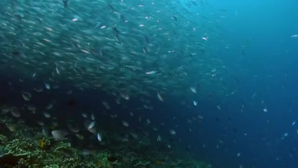 School van vissen in de onderwater oceaan van Philippine. — Stockvideo