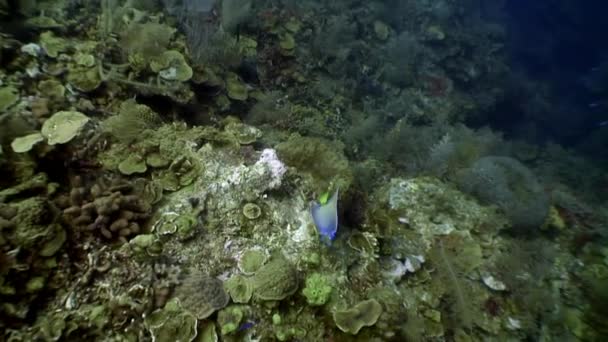 Seabed in underwater Caribbean Sea. — Stock Video