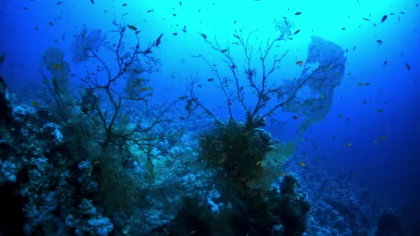 Krásné jedinečné mořské dno na pozadí jasné průhledné vody. — Stock video