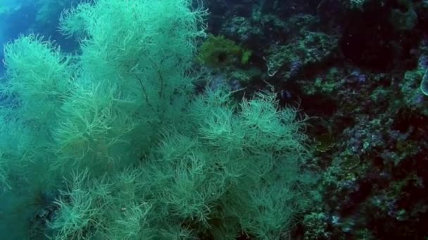 Onderwater witte tropische koraal Gorgonaria op de zeebodem van de Filippijnse Zee. — Stockvideo