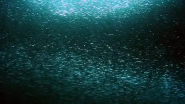 Escola de brilho de peixes e shimmers em raios de luz solar subaquática . — Vídeo de Stock
