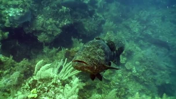 Jätte wrasse fisk kamouflage färg undervattens landskap Karibiska havet. — Stockvideo