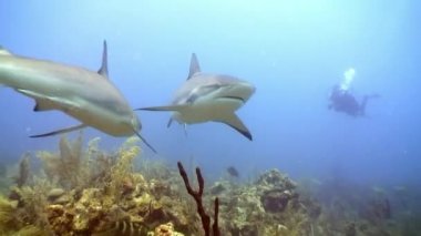 Gri resif köpekbalıklarının yanındaki dalgıçlar sualtı Karayip Denizi Küba.