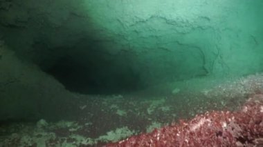 Yucatan Meksika 'nın sualtı mağaralarına dalış yapıyorlar..