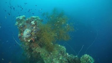 Chuuk Adaları 'ndaki Pasifik Okyanusu' nun altında gemi enkazı üzerindeki mercan ve deniz yaşamı.