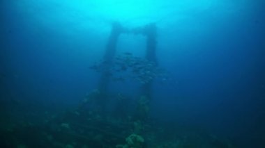Truk Adaları 'nın sualtı dünyasında gemi enkazı yakınında dalgıç..