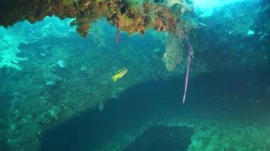 Truk Lagoon 'daki su altında iç görünüm enkazı.