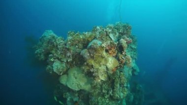 Chuuk Adaları 'ndaki Pasifik Okyanusu' nun altında gemi enkazı üzerindeki mercan ve deniz yaşamı.