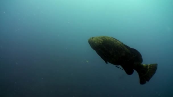 Agrupador gigante atlântico no mar das Caraíbas subaquático . — Vídeo de Stock