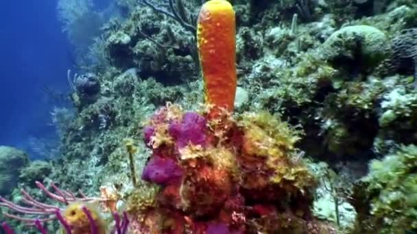 Marine inhabitants of coral reef in underwater Caribbean Sea. — Stock Video