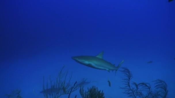 Buceo con tiburones en la escuela de tiburones grises cerca de personas buceadoras bajo el agua en el mar. — Vídeos de Stock