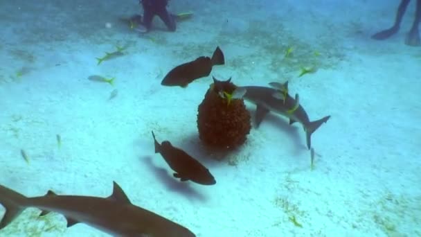 Dykning med hajar under vattnet landskap Karibiska havet. — Stockvideo