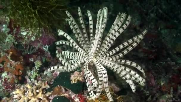 Pianta giglio marino undewater del Mar delle Filippine . — Video Stock