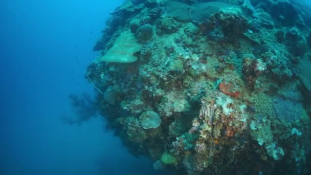 Koralen op scheepswrak in onderwater Truk Eilanden. — Stockvideo