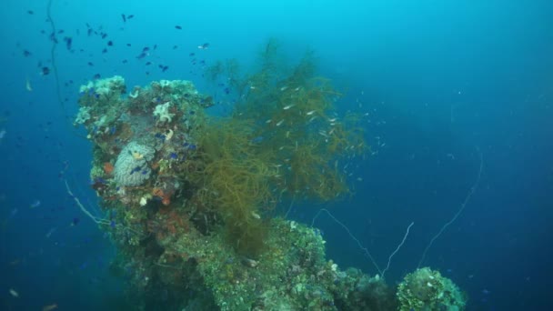 Chuuk Adaları 'ndaki Pasifik Okyanusu' nun altında gemi enkazı üzerindeki mercan ve deniz yaşamı. — Stok video