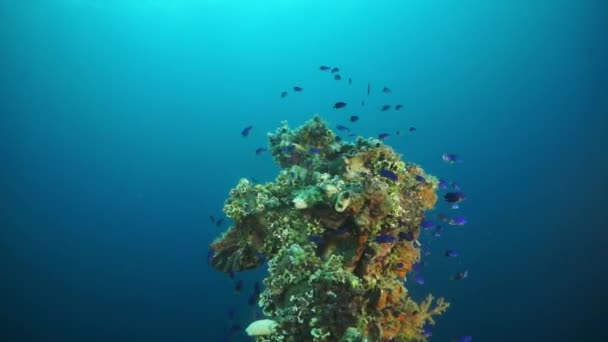 School van blauwe vissen en koralen gezonken schip wrak in onderwater Truk Eilanden. — Stockvideo